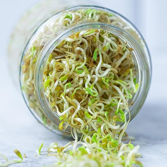 Sprouts Maker Glass Jar | Hygienic Glass – 720mls 🌱